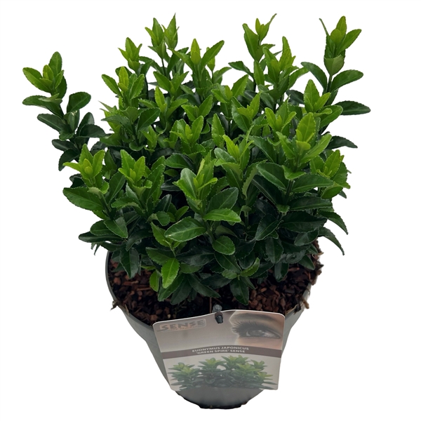 <h4>Euonymus jap. 'Green Spire' (Jean Hugues) sense</h4>