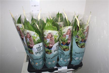 <h4>Spath Strauss 3-5</h4>