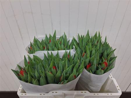 <h4>Tu En Spot On</h4>