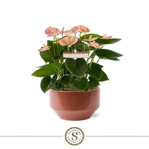 Table Anthurium Spirit in Lucca Burgundy