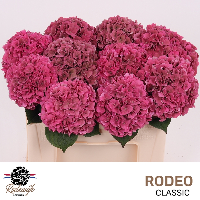 <h4>HYDR M CH RODEO CL</h4>