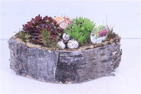 <h4>Arr Sempervivum Hout Ovaal</h4>