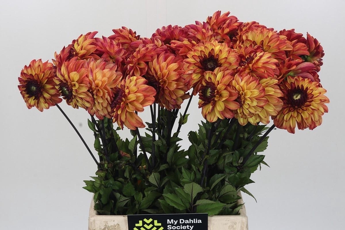 Dahlia Ding A Dong