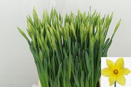 <h4>NARC G CARLTON</h4>