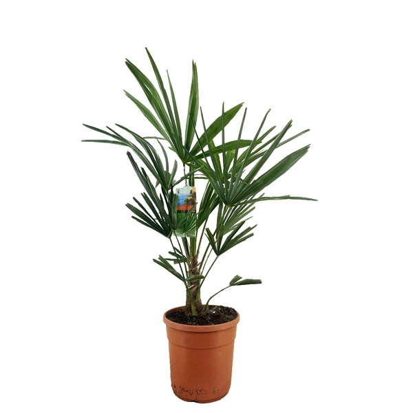 <h4>Trachycarpus fortunei</h4>