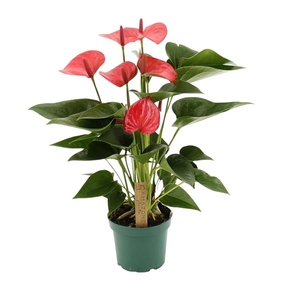 Anthurium Melito 12cm