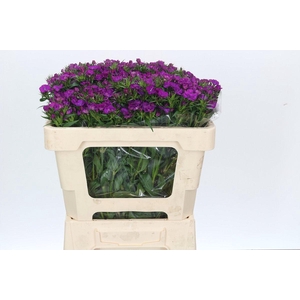 Dianthus Br Amazon Neon Purple
