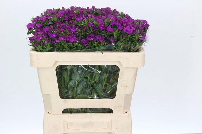 <h4>Dianthus Br Amazon Neon Purple</h4>