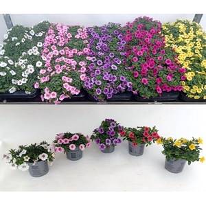 Calibachoa Carillon mix etage color tray