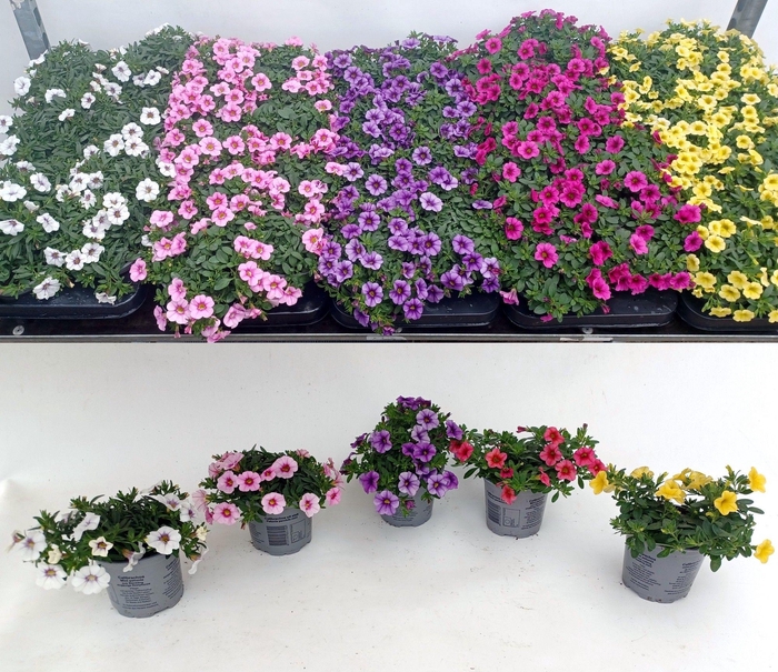 <h4>Calibachoa Carillon mix etage color tray</h4>