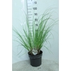 Cortaderia Selloana Junior