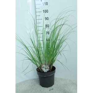 Cortaderia Selloana Junior