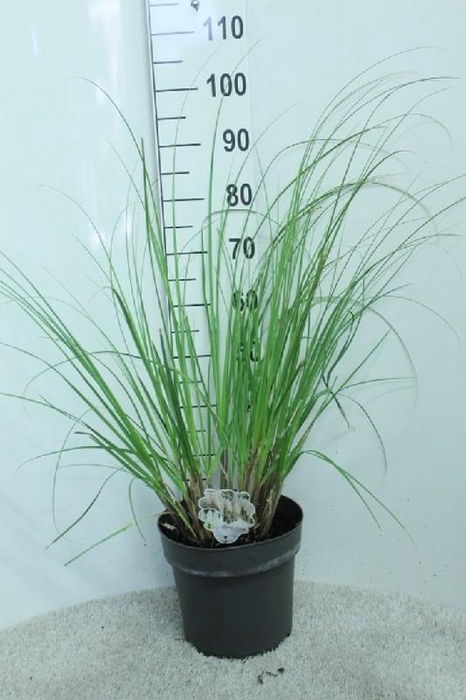 Cortaderia Selloana Junior