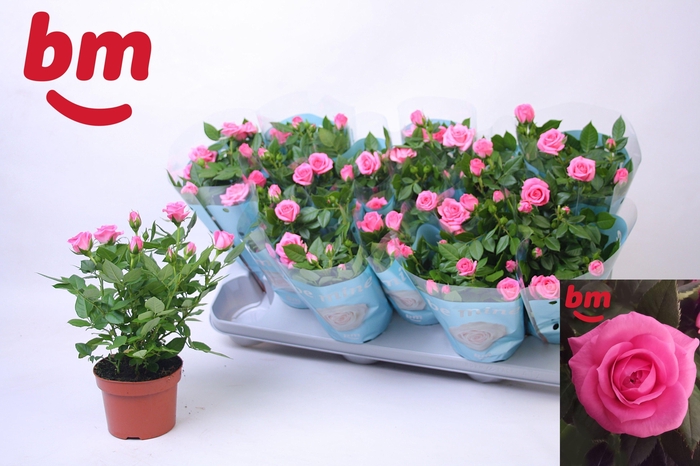 <h4>ROSA SPARKLING JEWEL</h4>