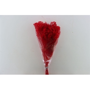 Dried Brooms Red Bunch