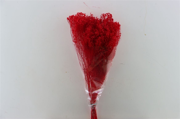 <h4>Dried Brooms Red Bunch</h4>