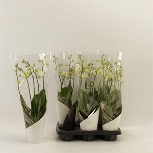 PHAL AN INVERNESS