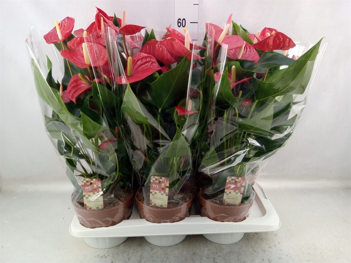 Anthurium andr. 'Felicita'