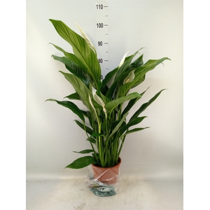 Spathiphyllum  'Sweet Lauretta'