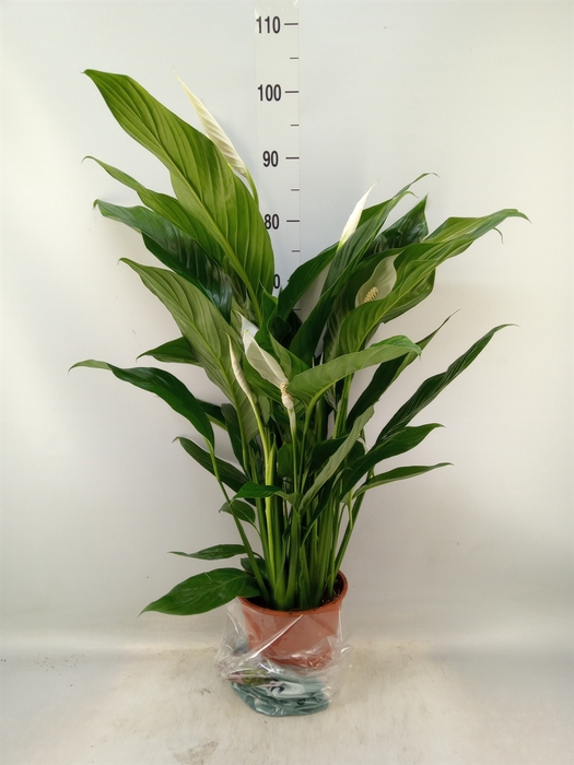 <h4>Spathiphyllum  'Sweet Lauretta'</h4>