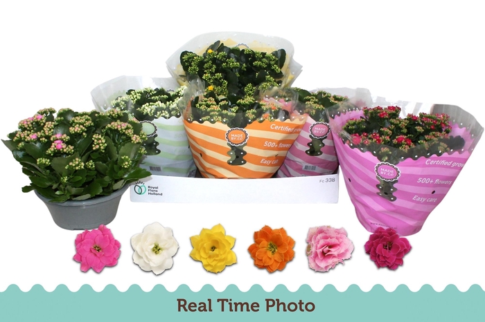 <h4>KAL GE GEM 6 KL</h4>