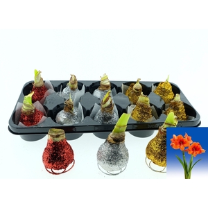 BLOEMBOL HIPPEASTRUM