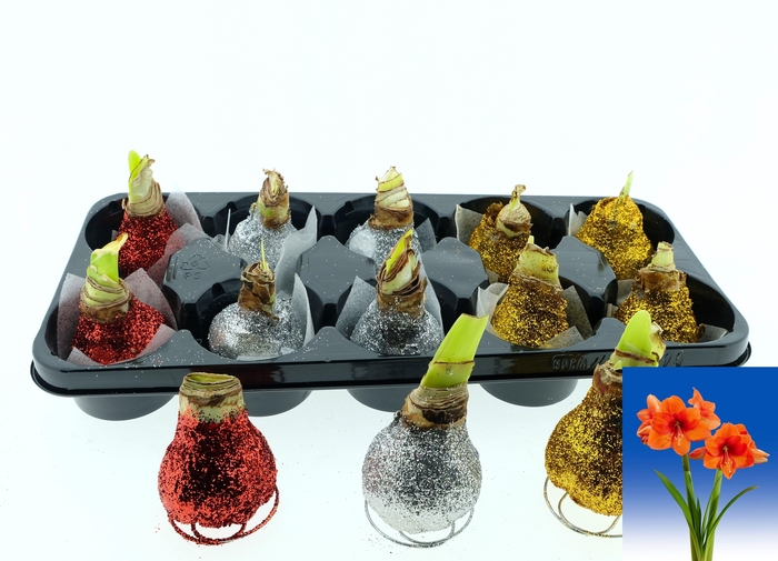 <h4>BLOEMBOL HIPPEASTRUM</h4>