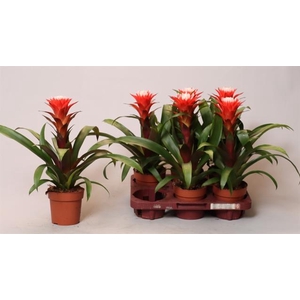 Guzmania Hope 12Ø 35cm