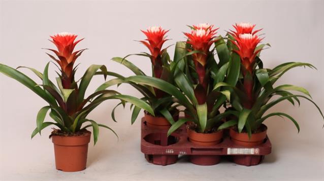 Guzmania Hope 12Ø 35cm