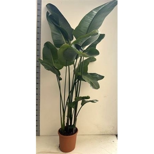 Strelitzia Nicolai