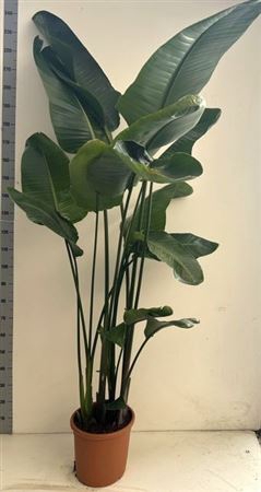 <h4>Strelitzia Nicolai</h4>
