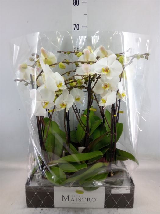 <h4>Phalaenopsis   ...white</h4>