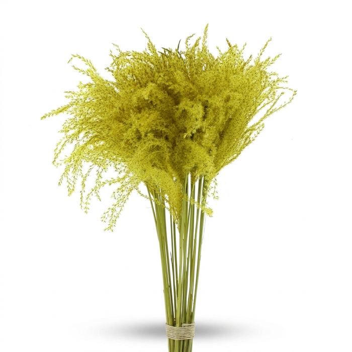 <h4>Dried Stipa Feather Yellow</h4>
