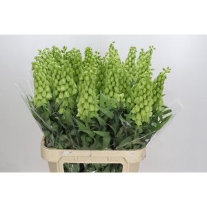 Fritillaria Persica Ivory Bells