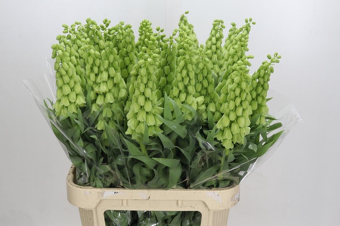 <h4>Fritillaria Persica Ivory Bells</h4>