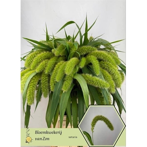 Setaria Italica Volle Melk