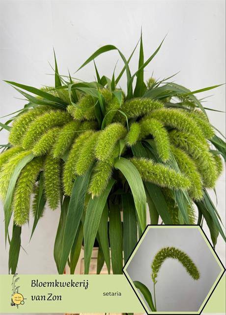 Setaria Italica Volle Melk