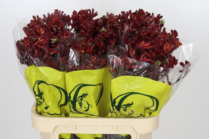 <h4>Anigozanthos Early Spring</h4>