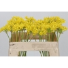 Allium Moly Jeannine