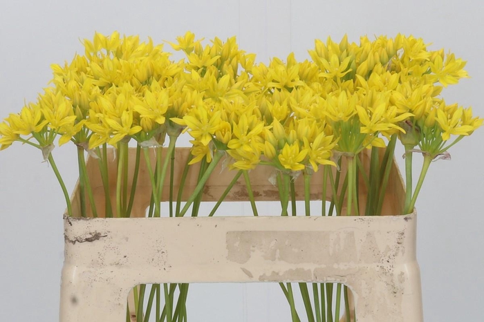 <h4>Allium Moly Jeannine</h4>