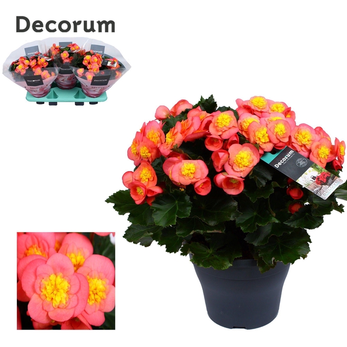 <h4>Begonia BELOVE Peach 19cm Decorum</h4>
