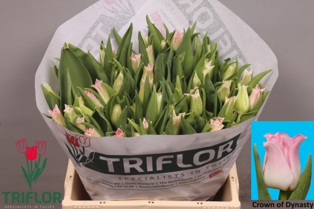 <h4>TU CO CROWN  DYNASTY</h4>