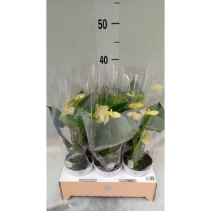 Anthurium andr. 'Vanilla'