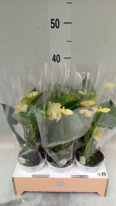 <h4>Anthurium andr. 'Vanilla'</h4>