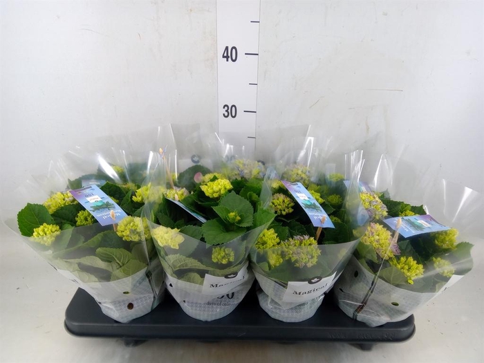 <h4>Hydrangea mac. 'Magical Revolution'</h4>