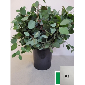 EUC POPULUS PER STEEL -IT-