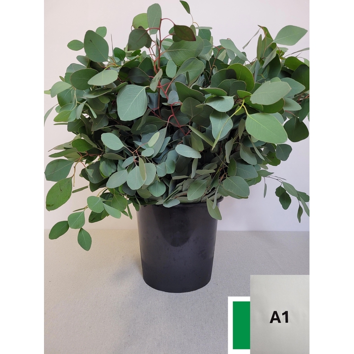 <h4>EUC POPULUS PER STEEL -IT-</h4>