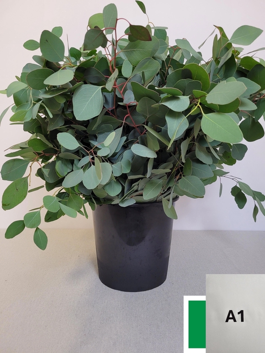 EUC POPULUS PER STEEL -IT-