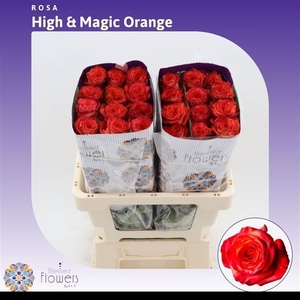 R GR HIGH & M ORANGE