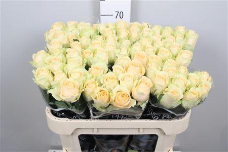 <h4>R Gr Mag Avalanche+</h4>